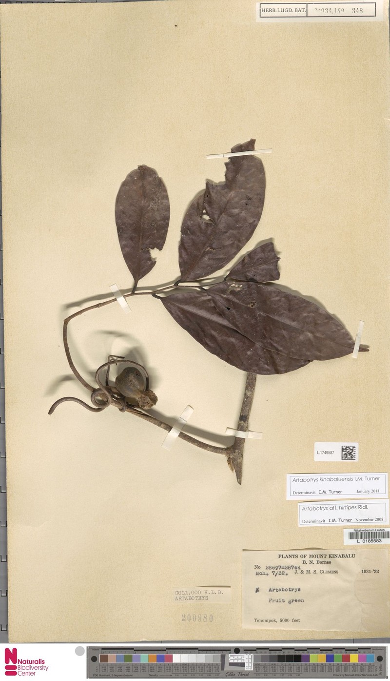 Artabotrys kinabaluensis photo 2