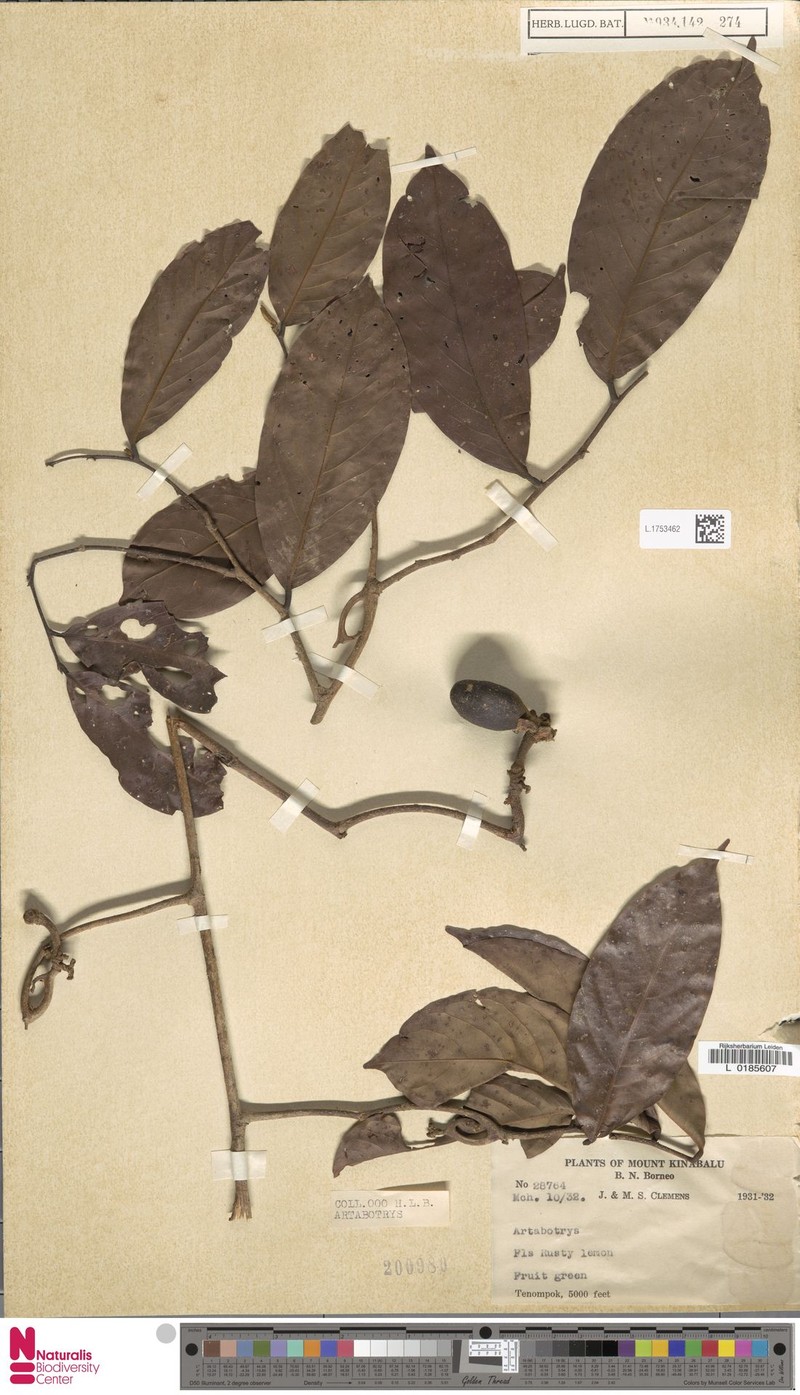 Artabotrys kinabaluensis photo 3