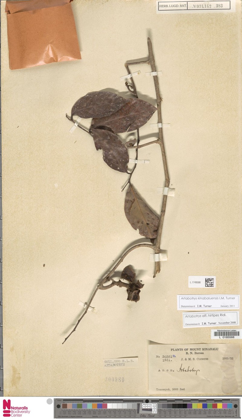 Artabotrys kinabaluensis photo 4