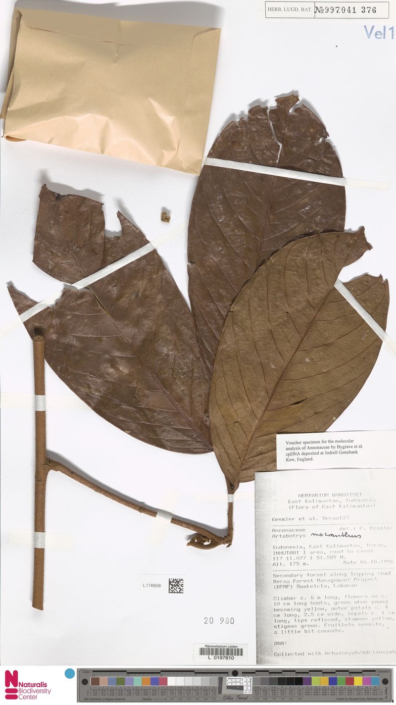 Artabotrys lanuginosus