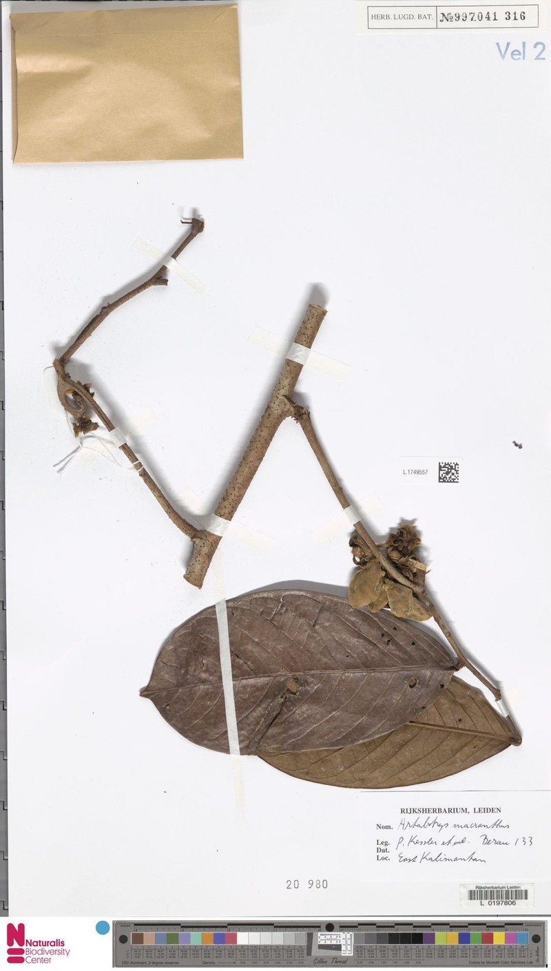 Artabotrys lanuginosus photo 2