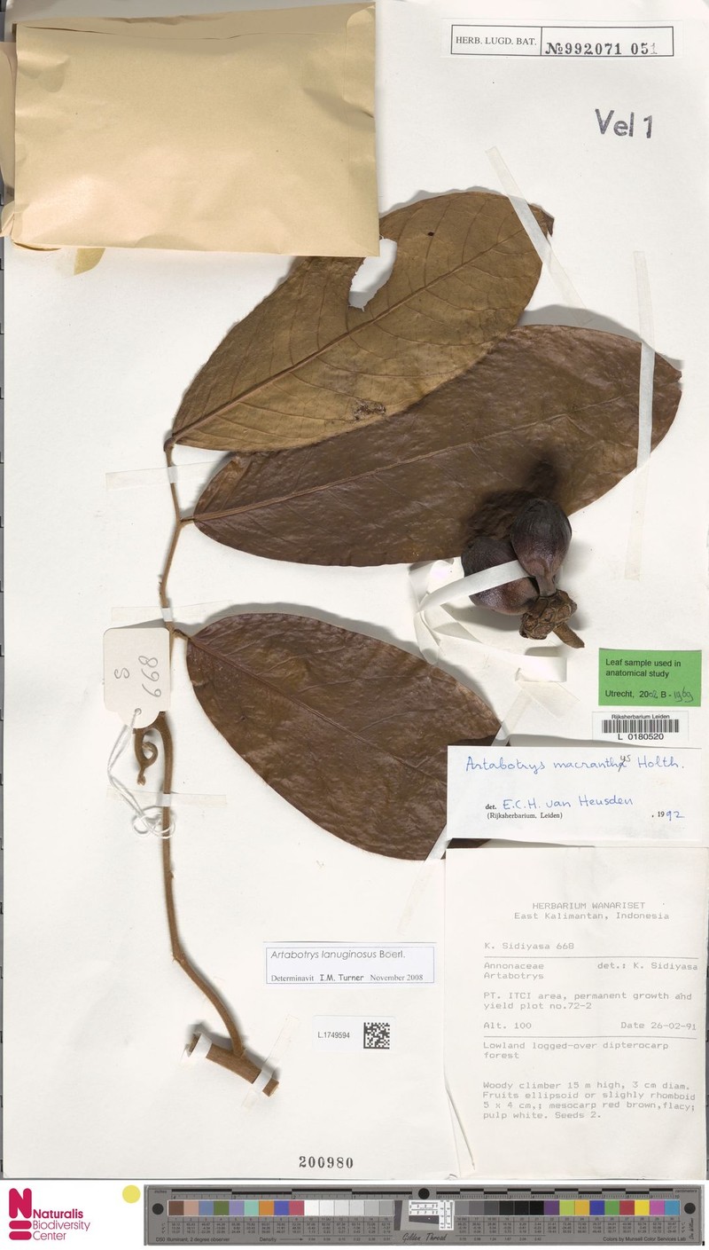 Artabotrys lanuginosus photo 3