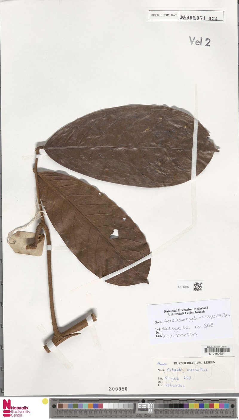 Artabotrys lanuginosus photo 4
