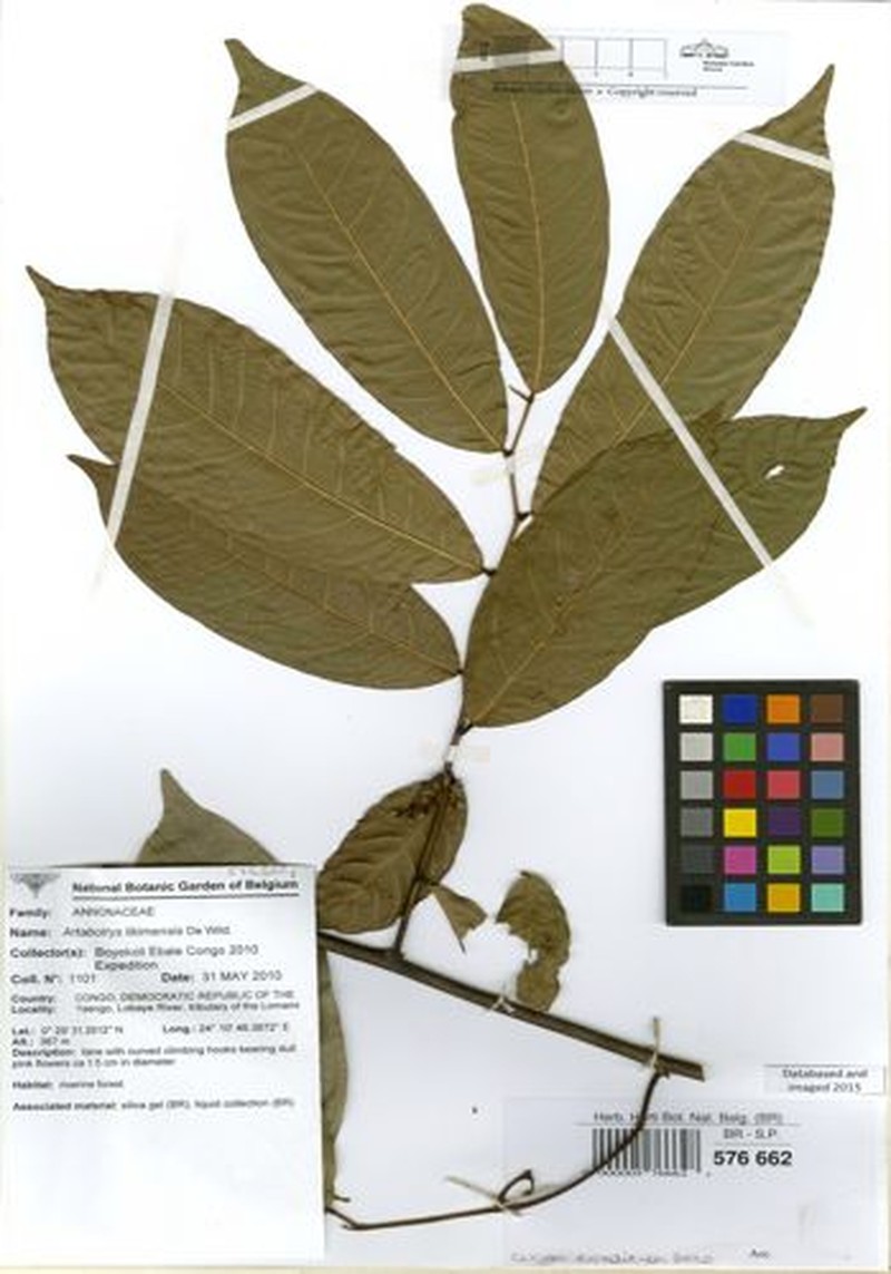 Artabotrys likimensis photo 2