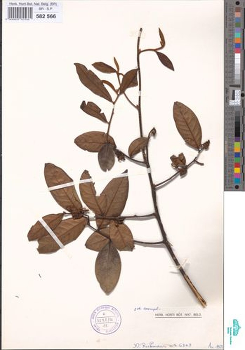 Artabotrys likimensis photo 3