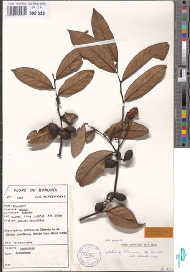 Artabotrys likimensis photo 4