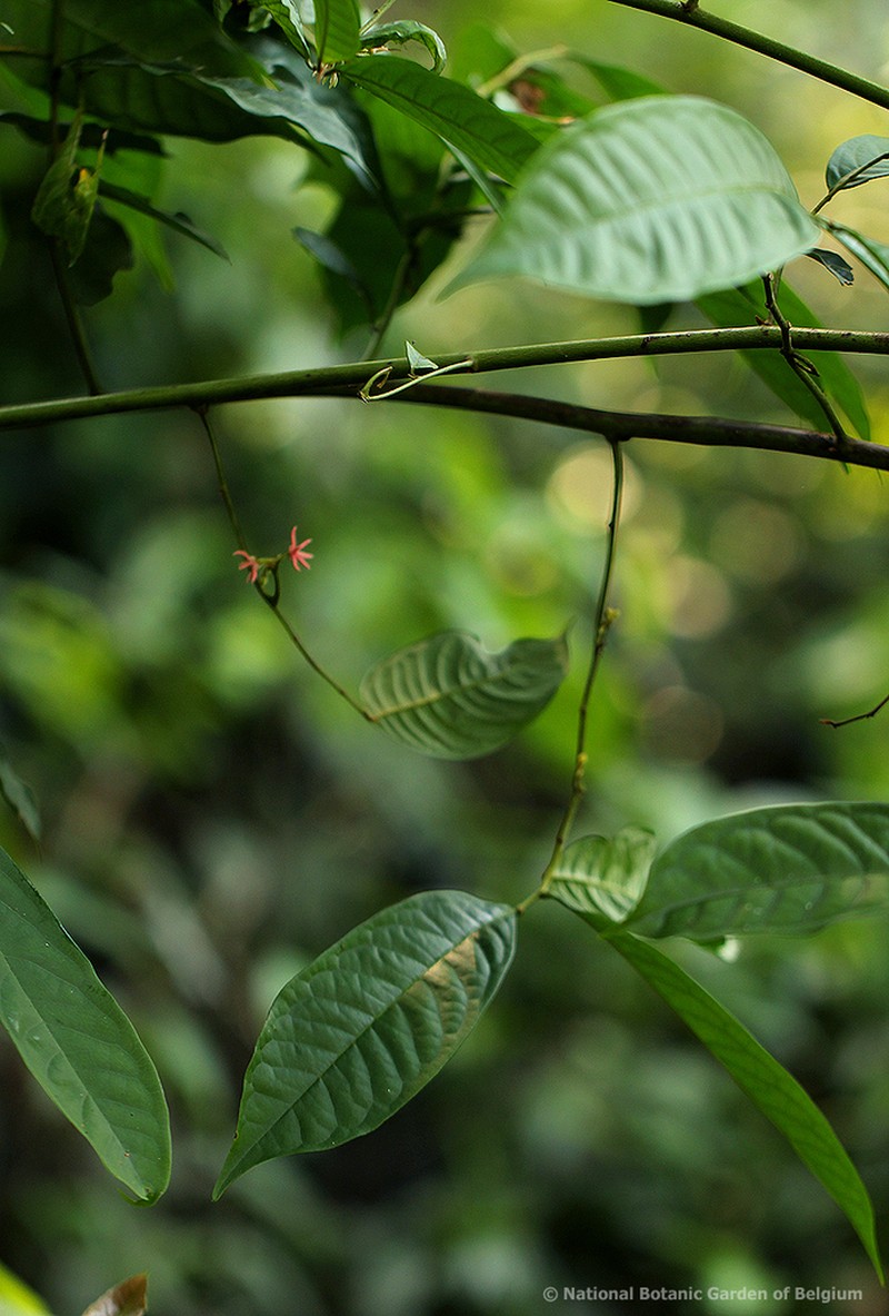 Artabotrys likimensis