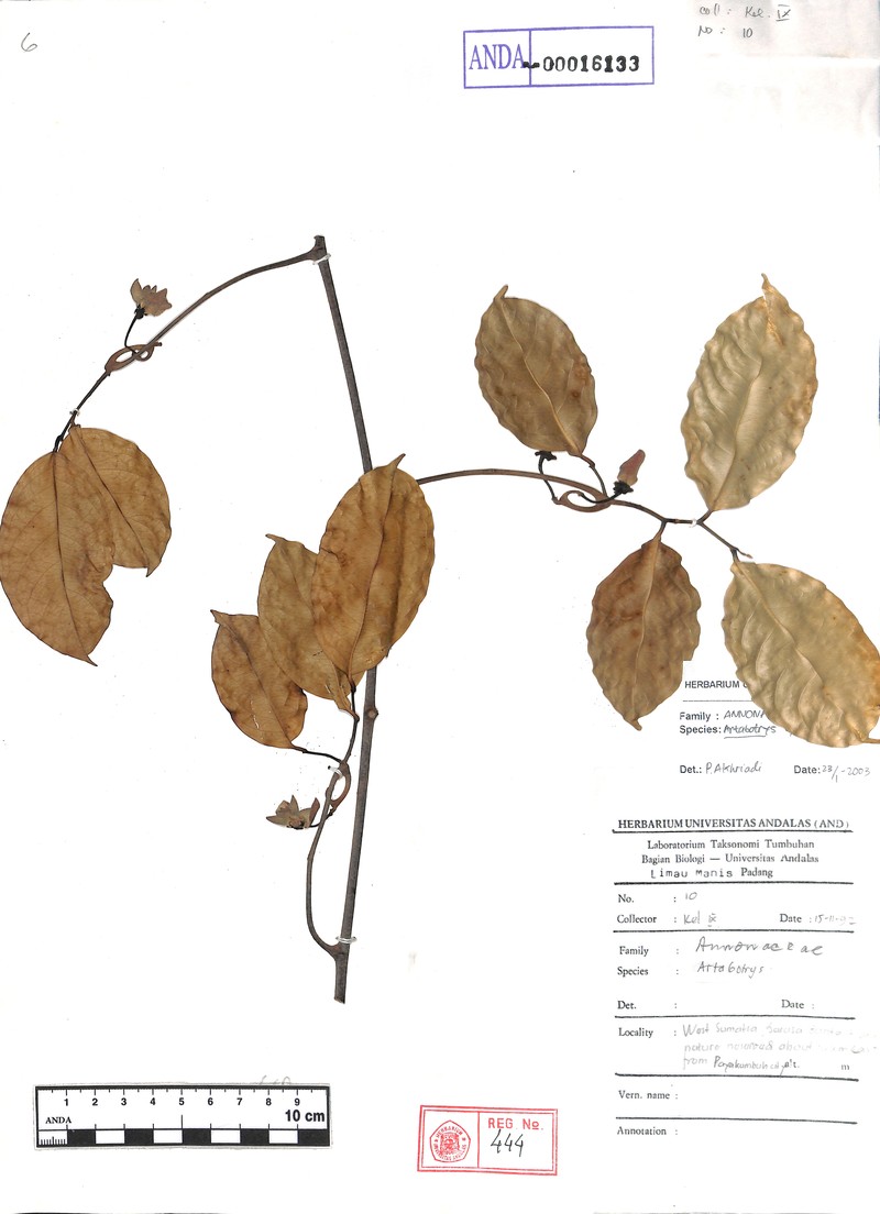 Artabotrys lowianus