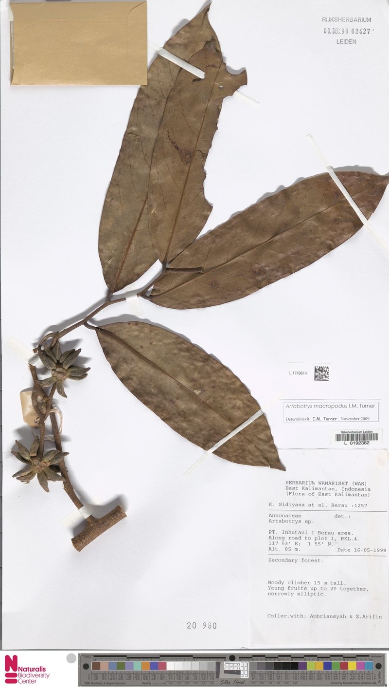 Artabotrys macropodus