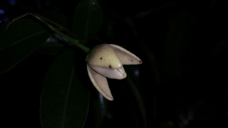 Artabotrys madagascariensis
