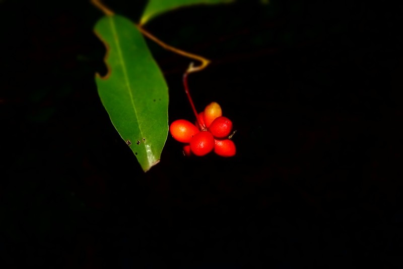 Artabotrys madagascariensis photo 2