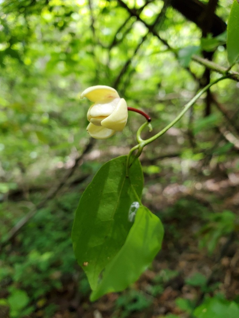 Artabotrys madagascariensis photo 3