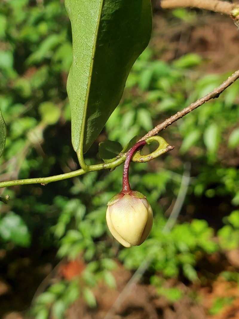 Artabotrys madagascariensis photo 4