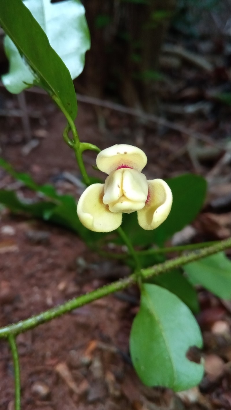 Artabotrys madagascariensis photo 7