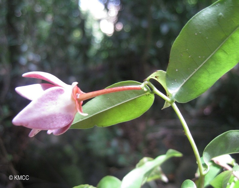 Artabotrys madagascariensis photo 8