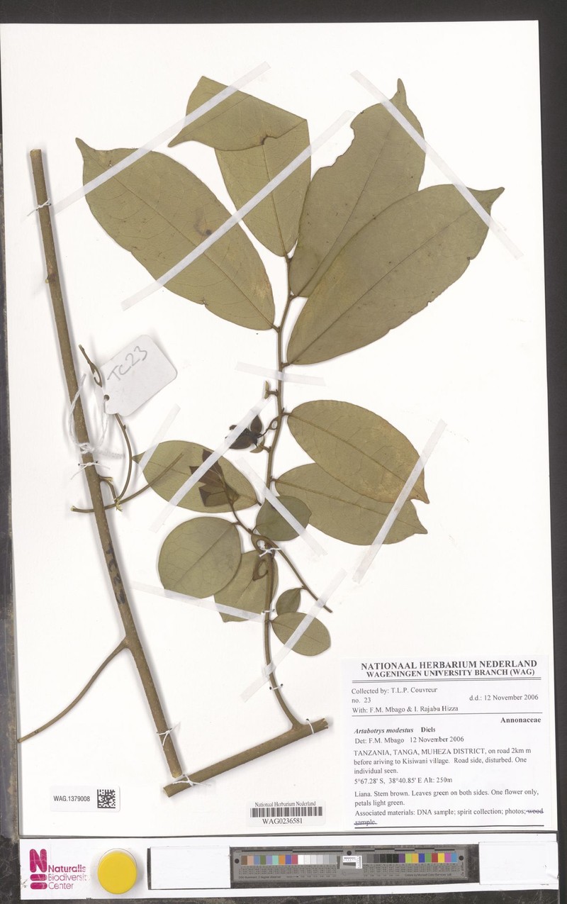 Artabotrys modestus