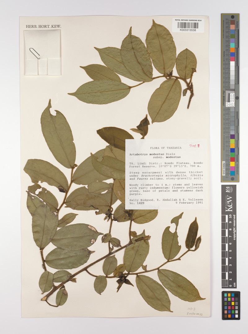 Artabotrys modestus subsp. modestus