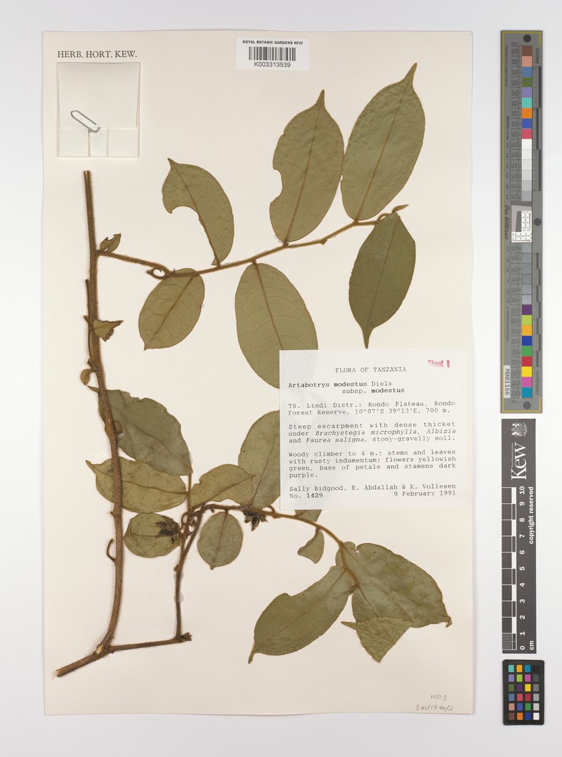 Artabotrys modestus subsp. modestus photo 2