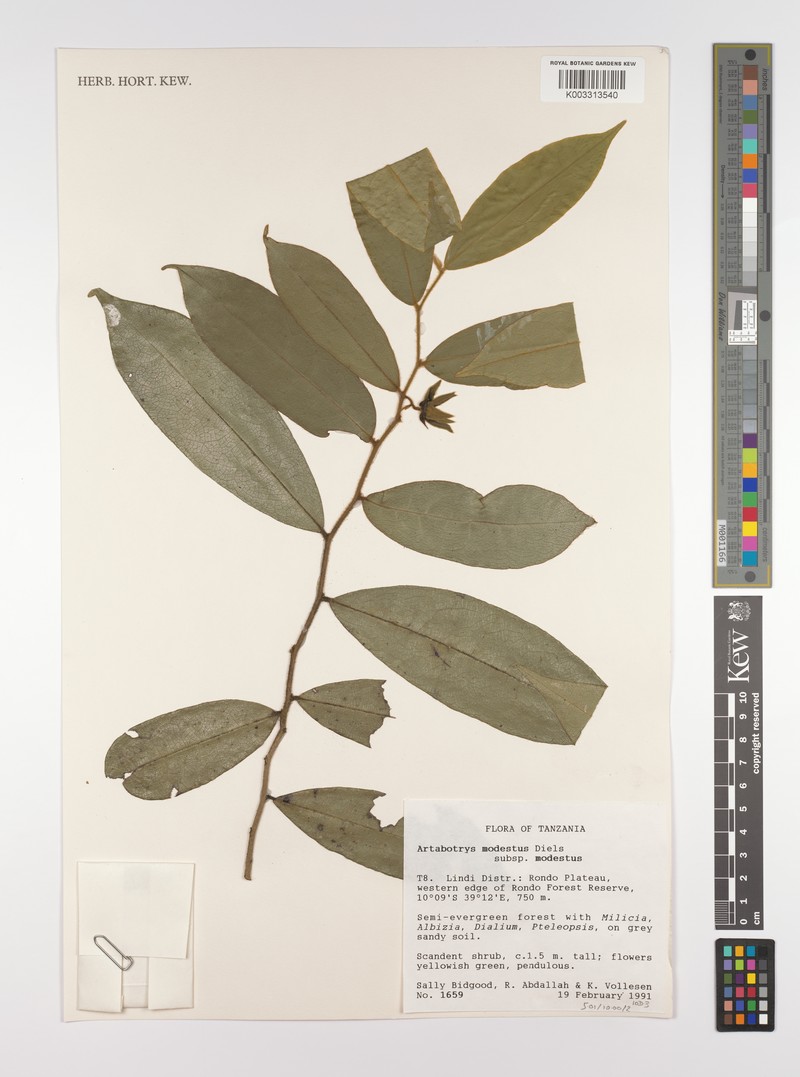 Artabotrys modestus subsp. modestus photo 3