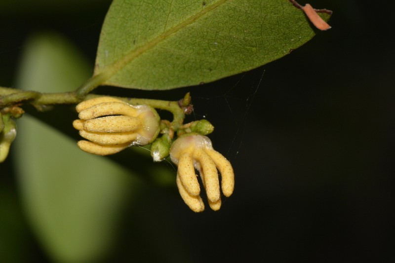 Artabotrys monteiroae