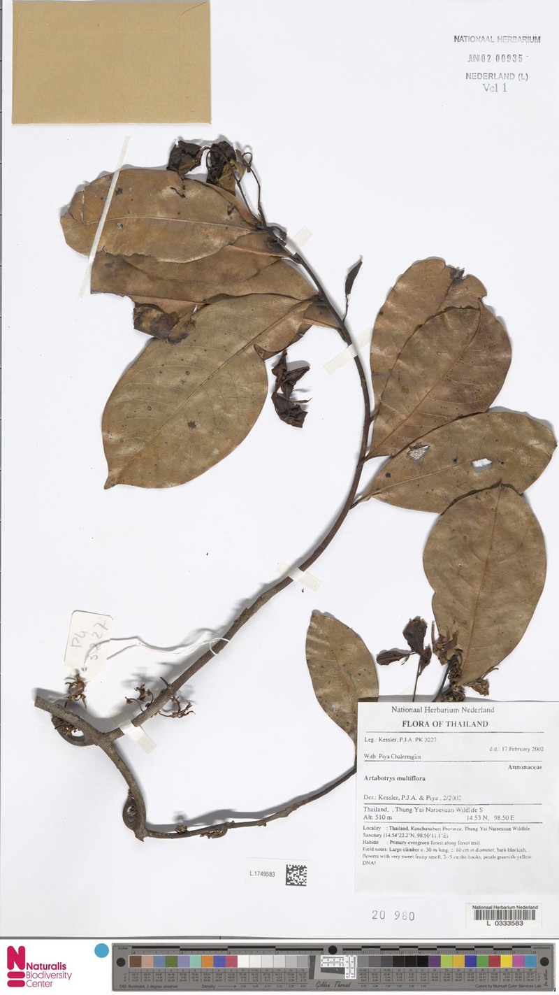 Artabotrys multiflorus