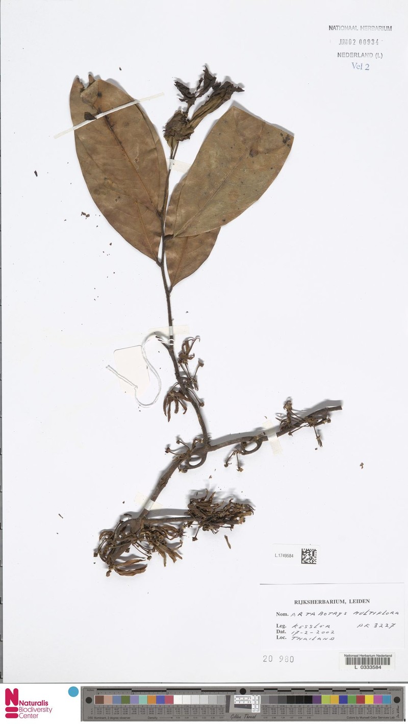 Artabotrys multiflorus photo 2