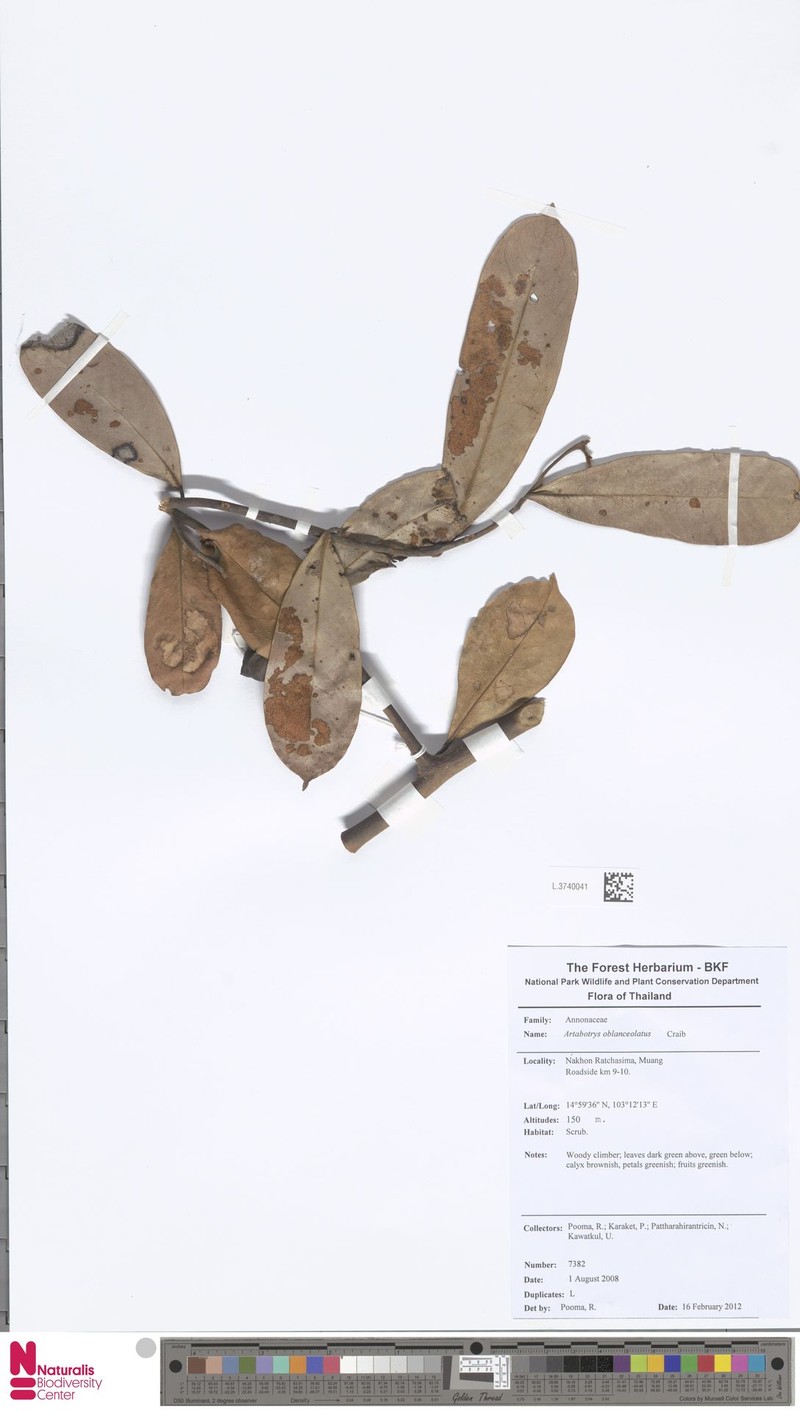 Artabotrys oblanceolatus
