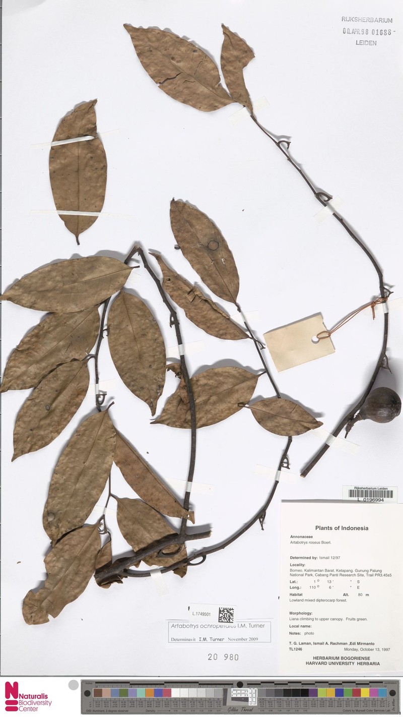 Artabotrys ochropetalus