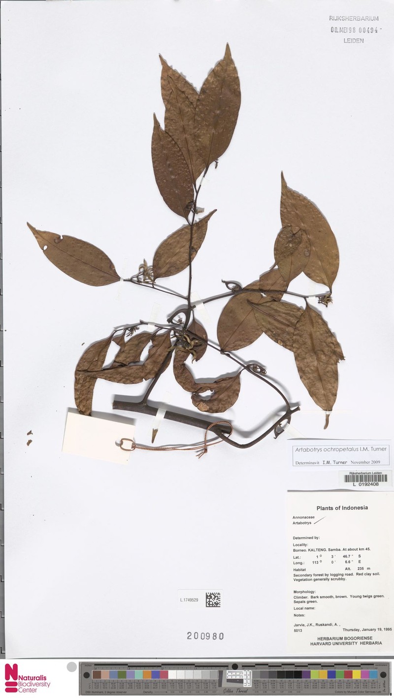 Artabotrys ochropetalus photo 2