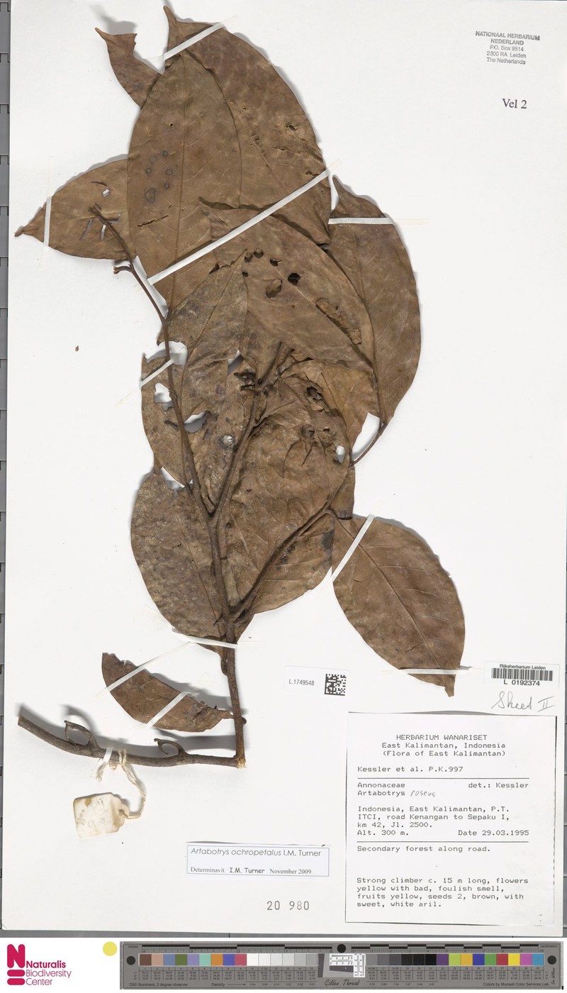 Artabotrys ochropetalus photo 3