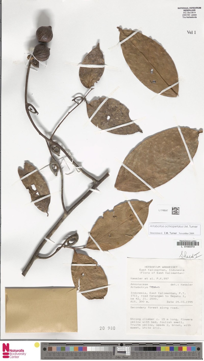 Artabotrys ochropetalus photo 4