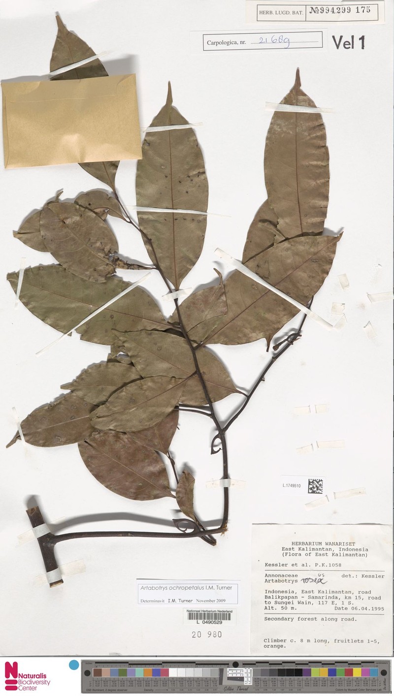 Artabotrys ochropetalus photo 6