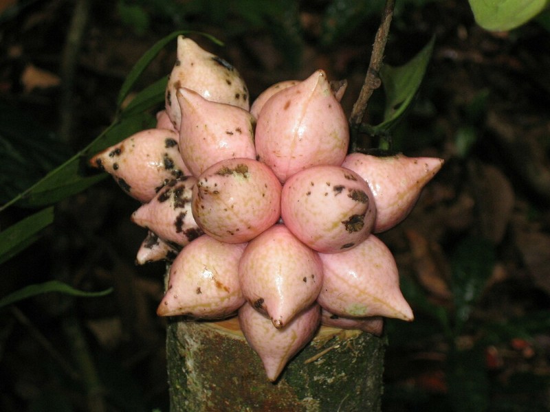 Artabotrys oliganthus