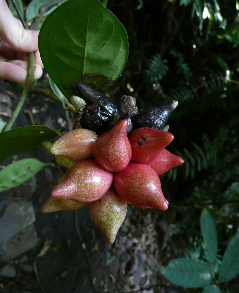 Artabotrys oliganthus photo 3