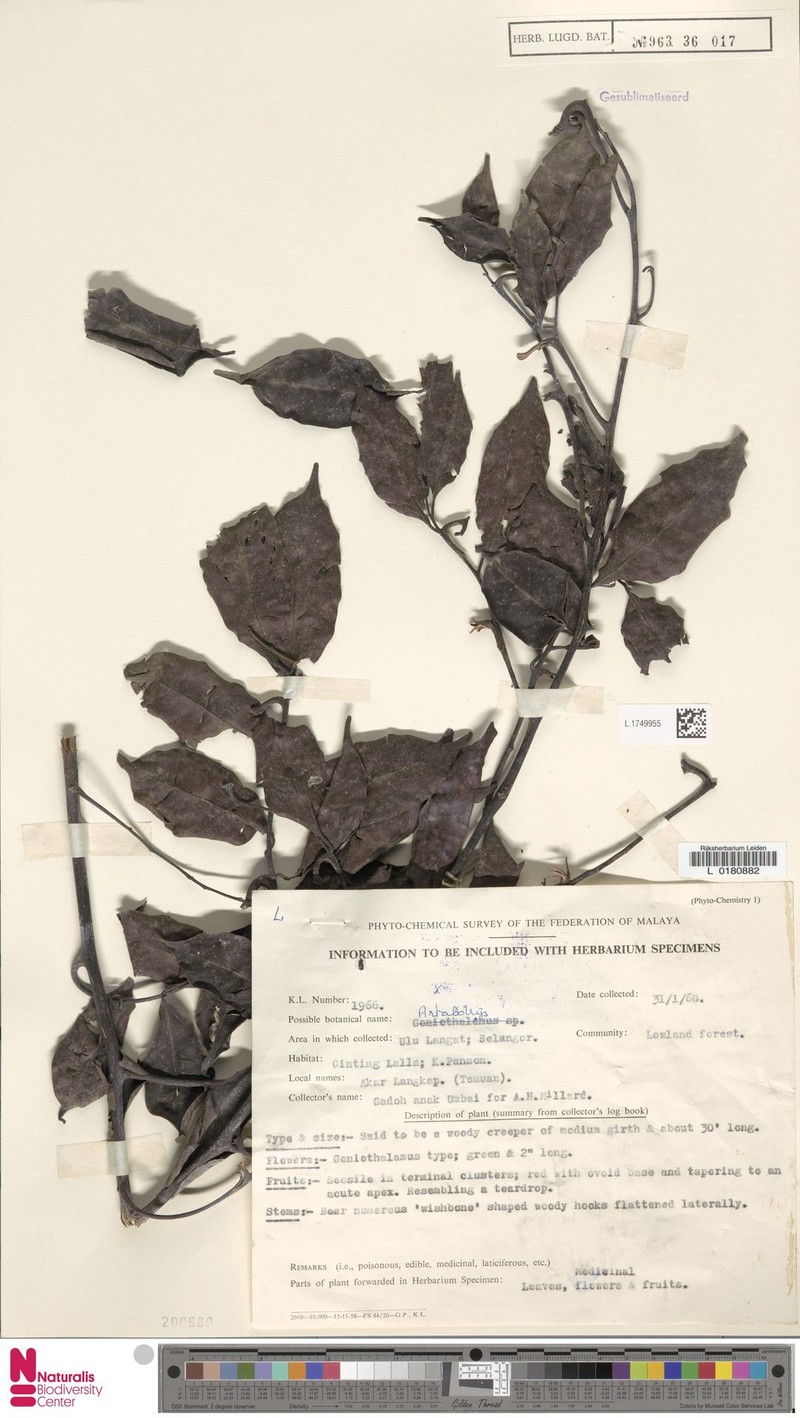 Artabotrys oxycarpus