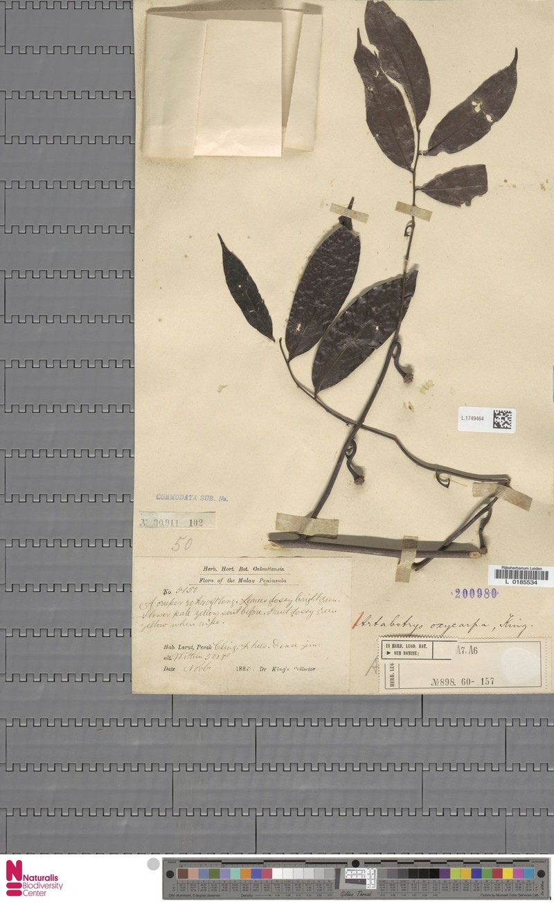 Artabotrys oxycarpus photo 2