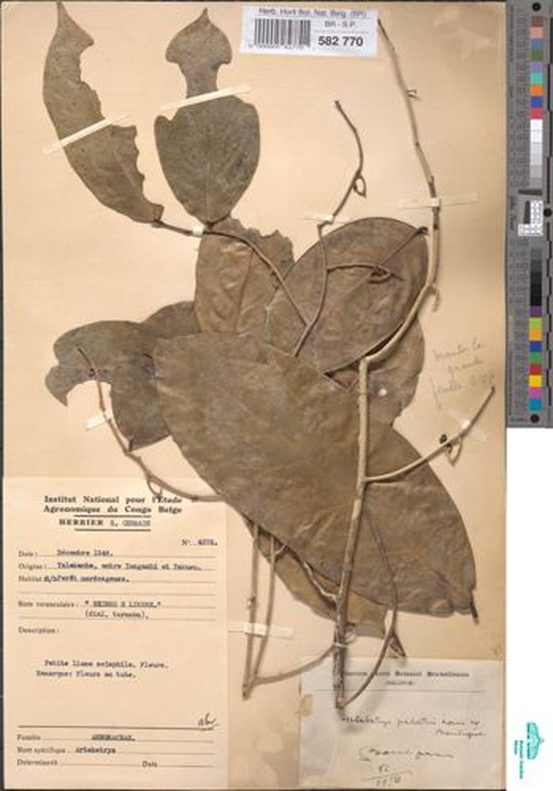 Artabotrys palustris