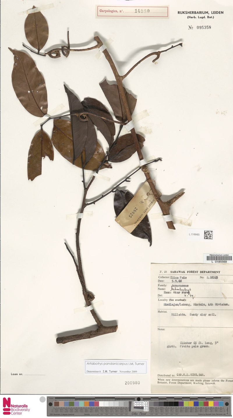 Artabotrys pandanicarpus