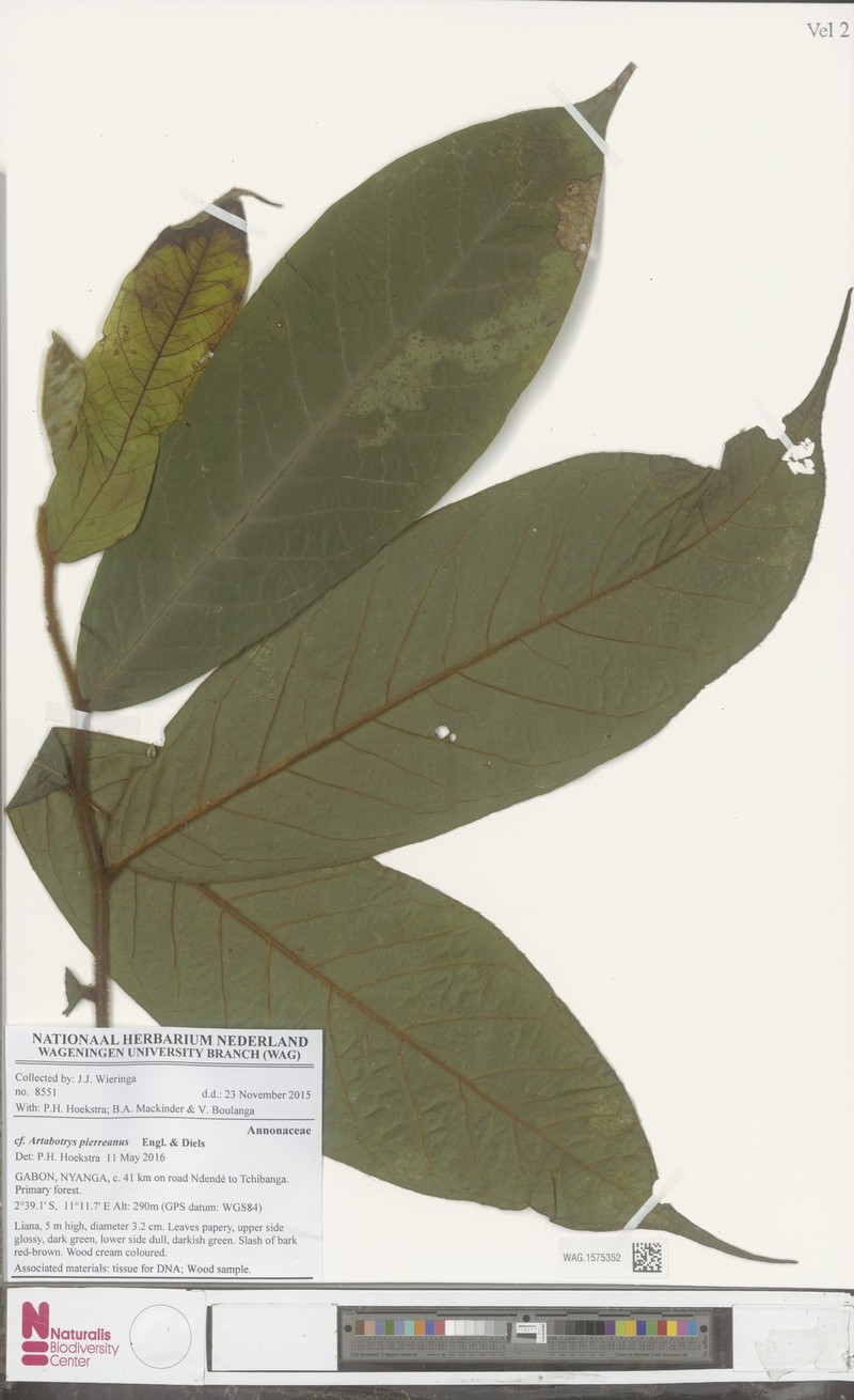 Artabotrys pierreanus