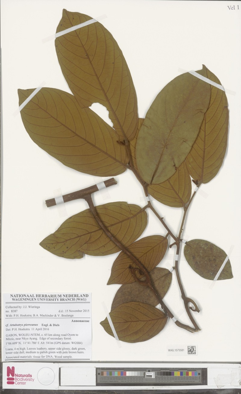 Artabotrys pierreanus photo 2