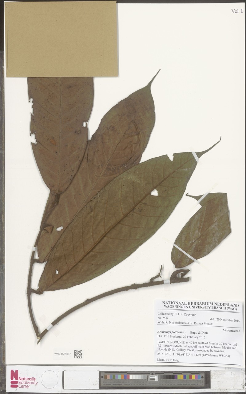Artabotrys pierreanus photo 3