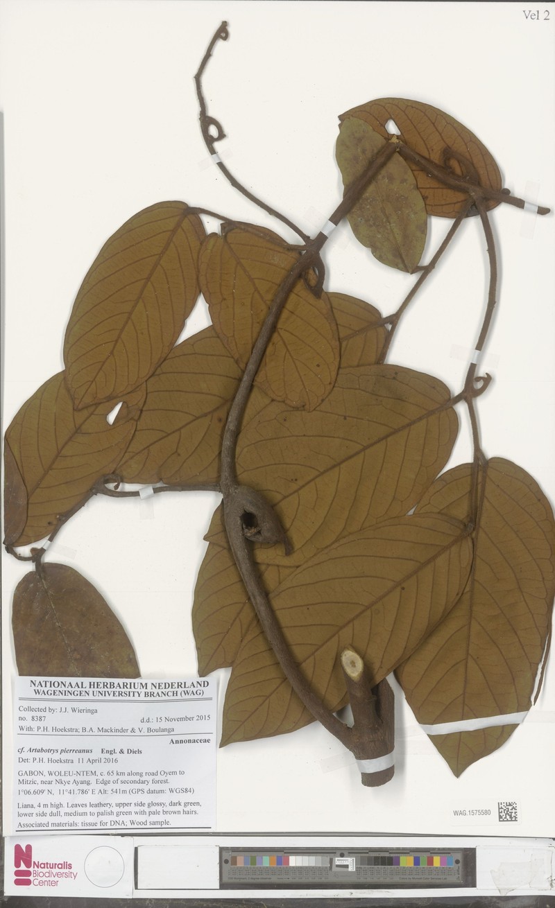 Artabotrys pierreanus photo 4