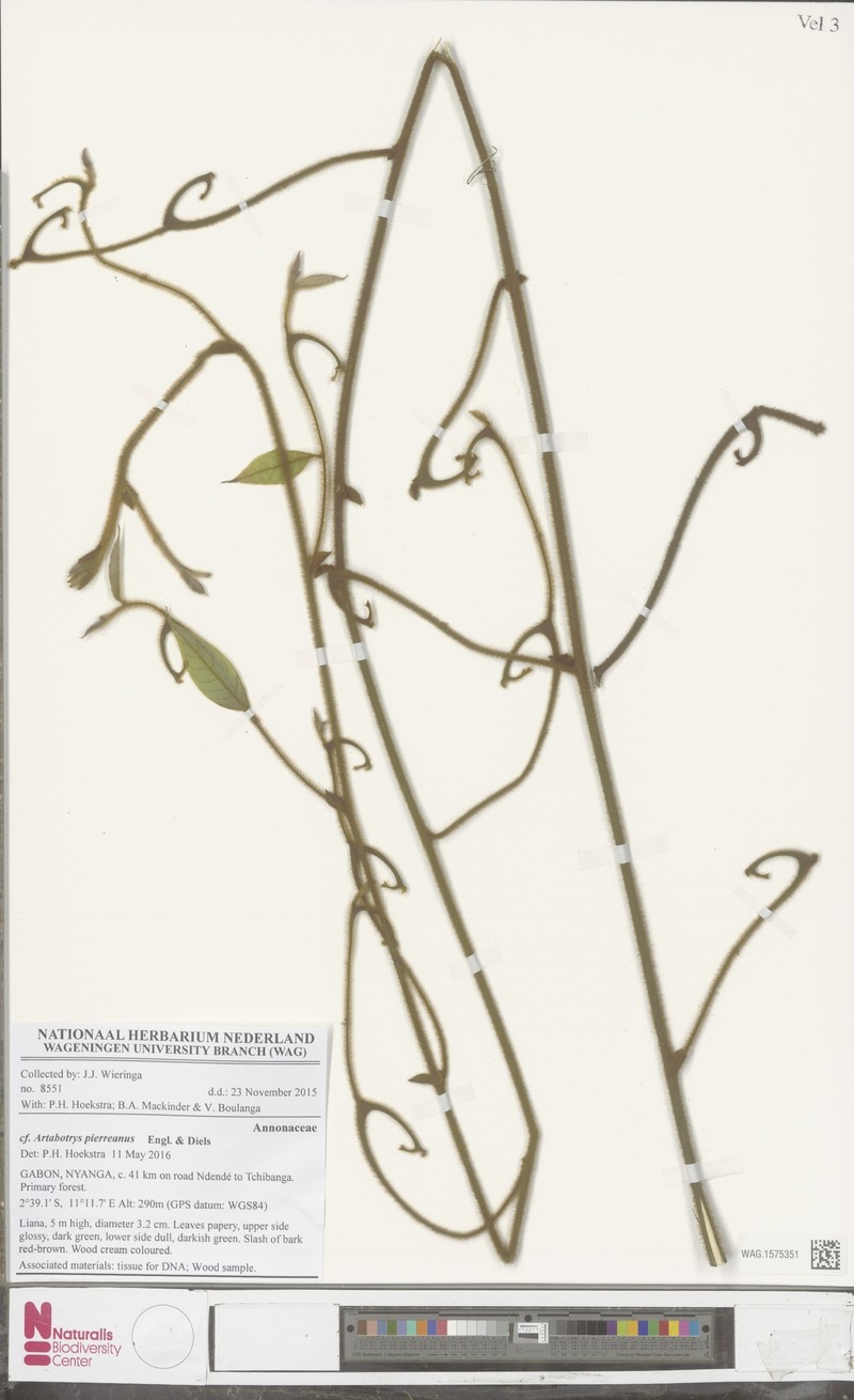 Artabotrys pierreanus photo 5