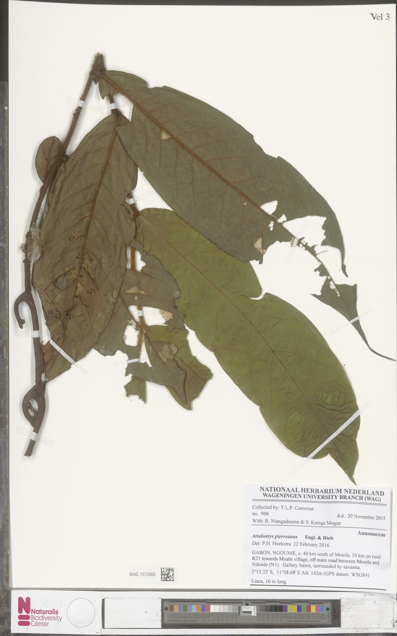 Artabotrys pierreanus photo 6