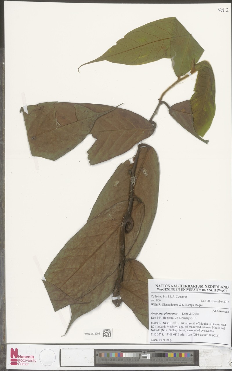 Artabotrys pierreanus photo 8