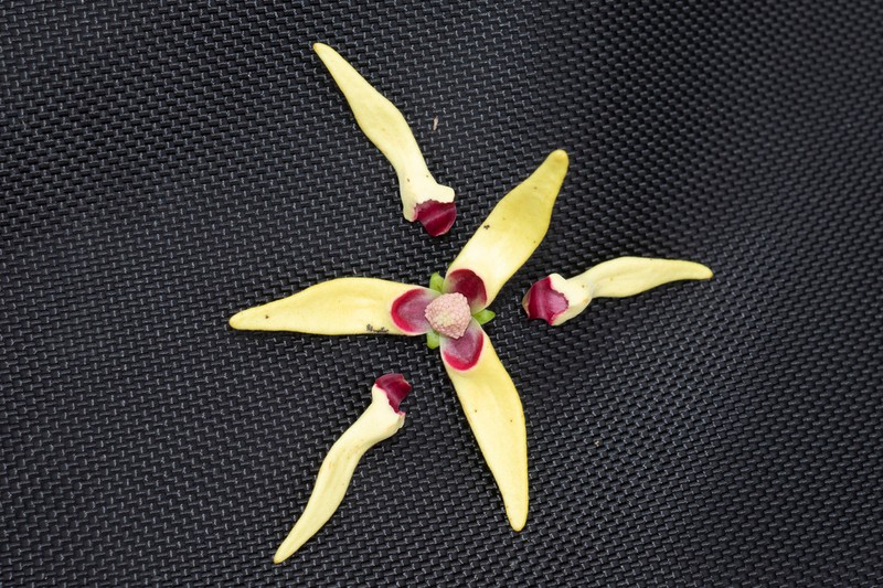Artabotrys pilosus