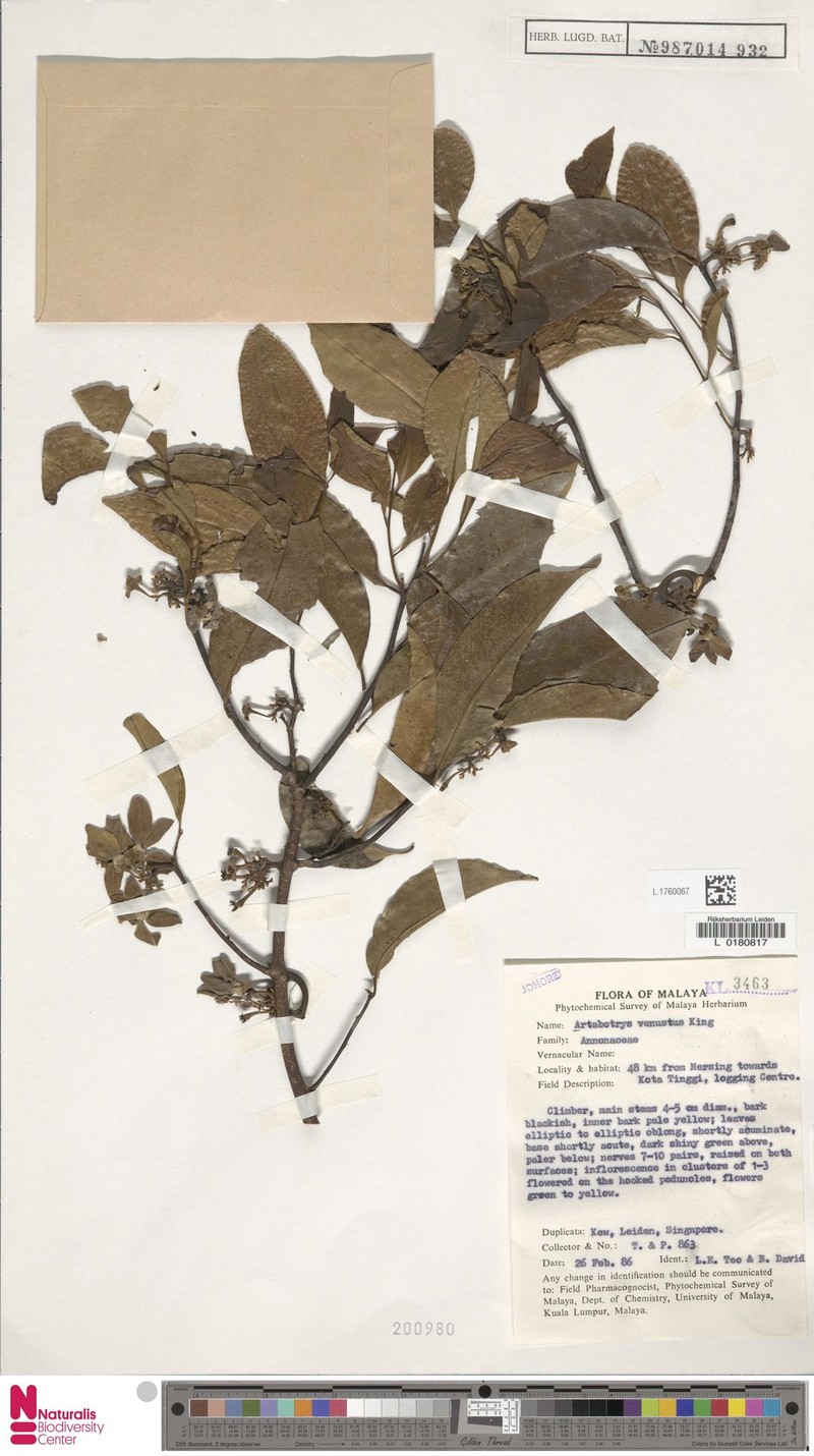 Artabotrys pleurocarpus
