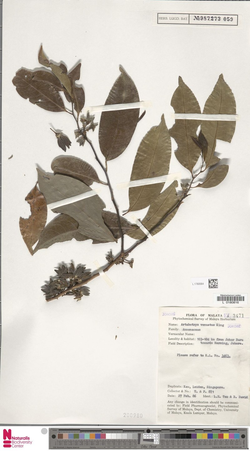 Artabotrys pleurocarpus photo 2