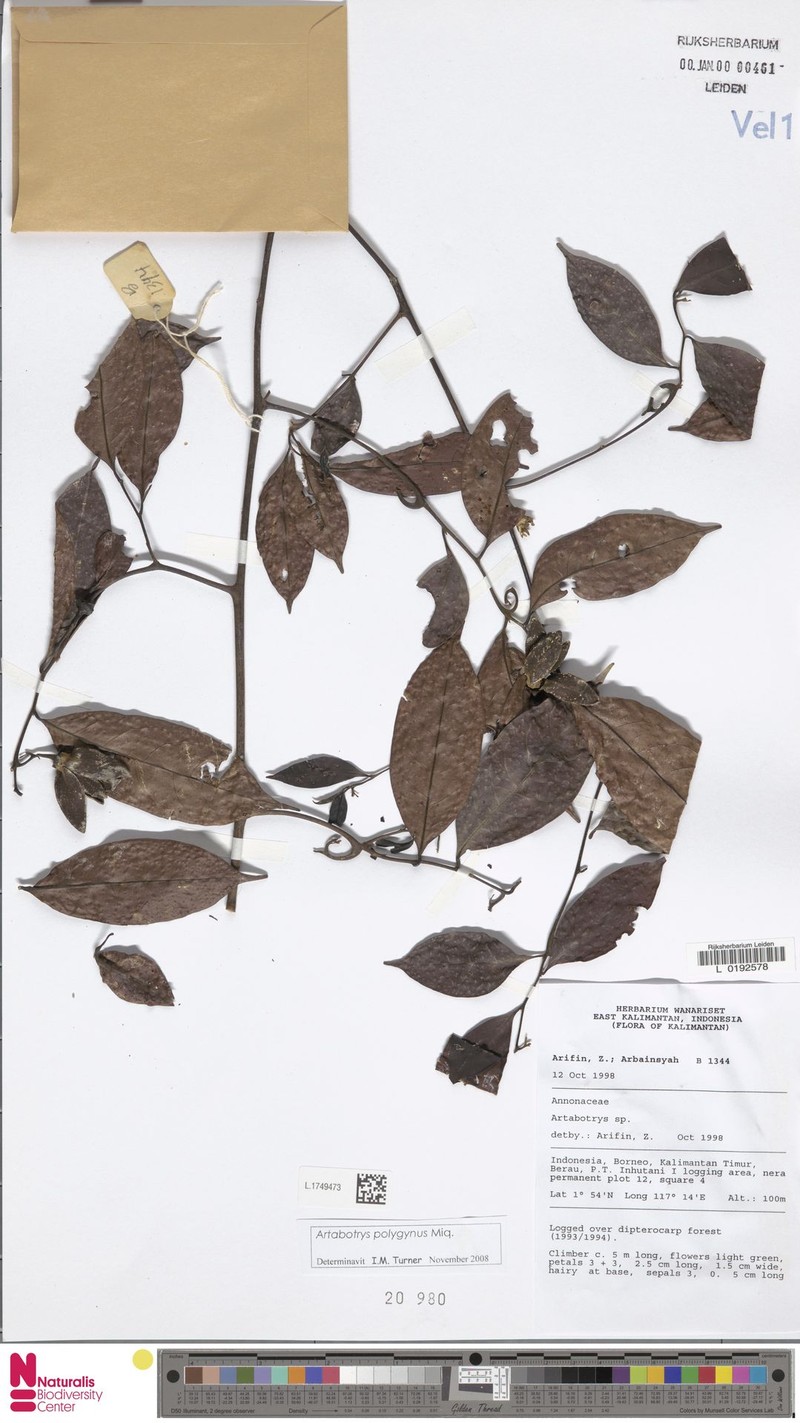 Artabotrys polygynus