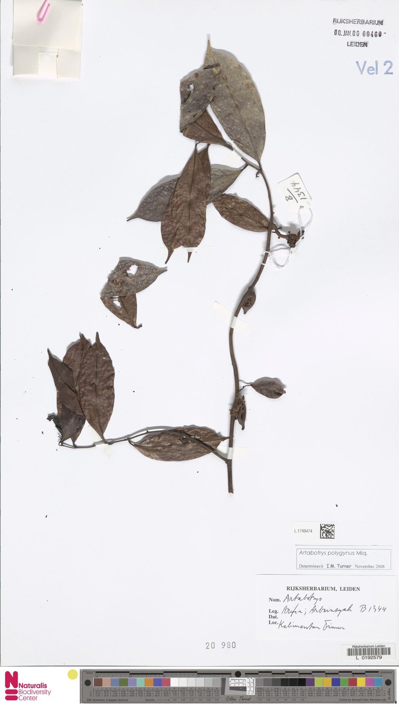 Artabotrys polygynus photo 2